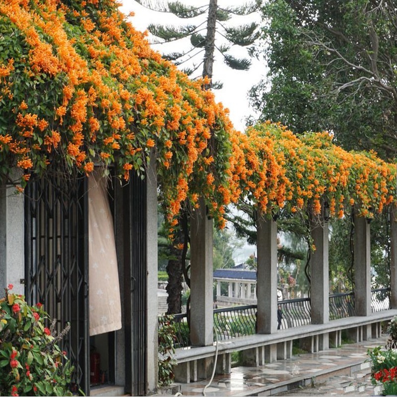 在家里种此树，除了观赏性强，长大了很值钱