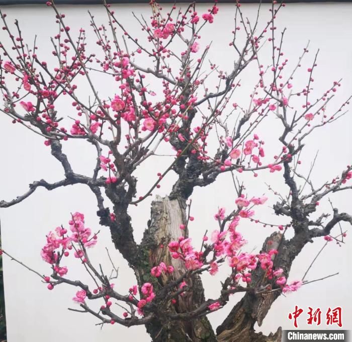 梅花|西湖梅花种类逾百种 宋时杭州曾满城“梅色”