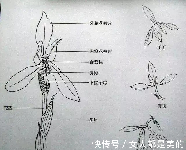 棘唇石豆兰|好丑！好臭！你没看错，我说的是兰花