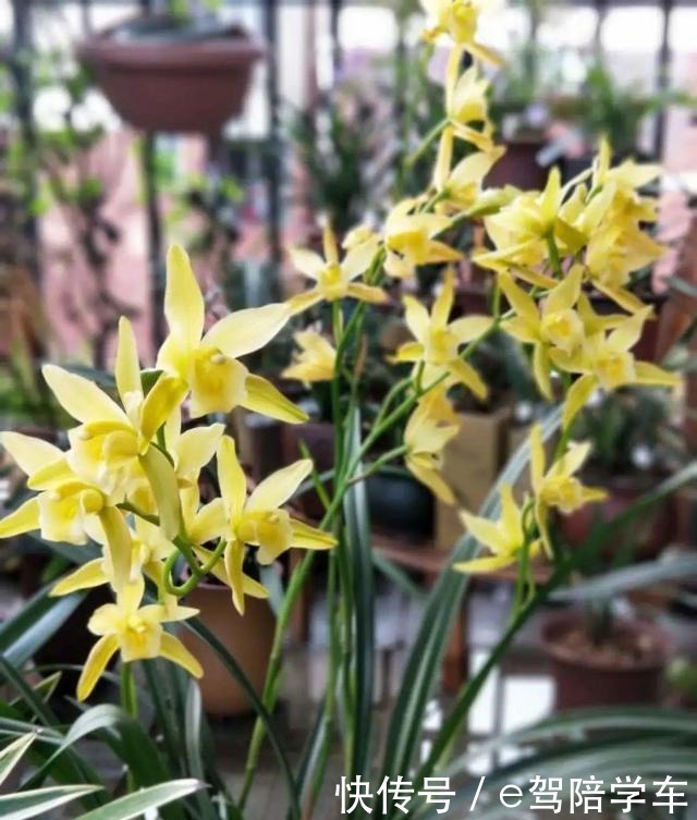 公认难养的6种花,新手慎买,养不活还浪费钱!