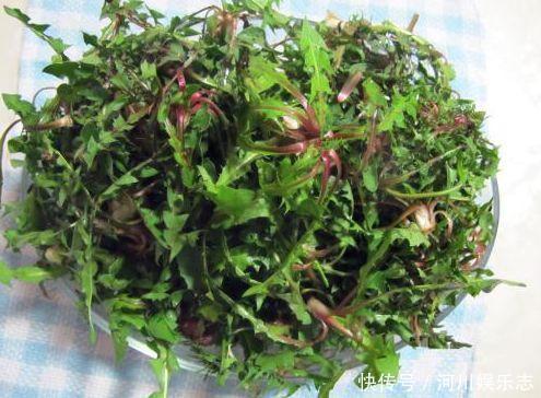 红凤菜|女性不想老太快，推荐3种食物，滋肝养肾，排毒抗衰，增强抵抗力