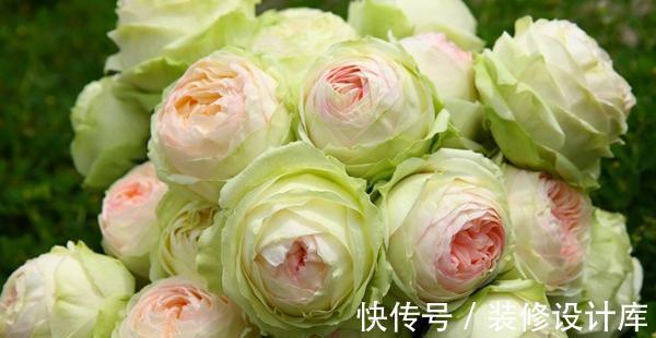 喷药|花友种月季前必须考虑清楚三个问题,不然越养越心烦