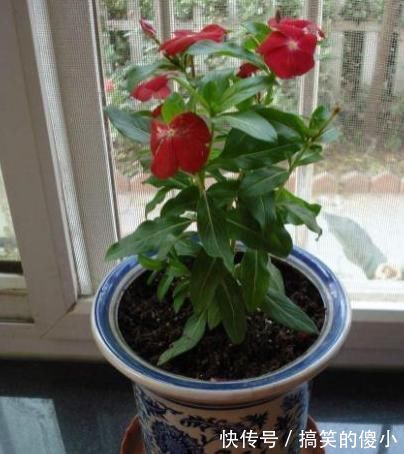 夹竹桃|5种有毒的花卉盆栽,如果家中养了,赶快处理,不要掉以轻心