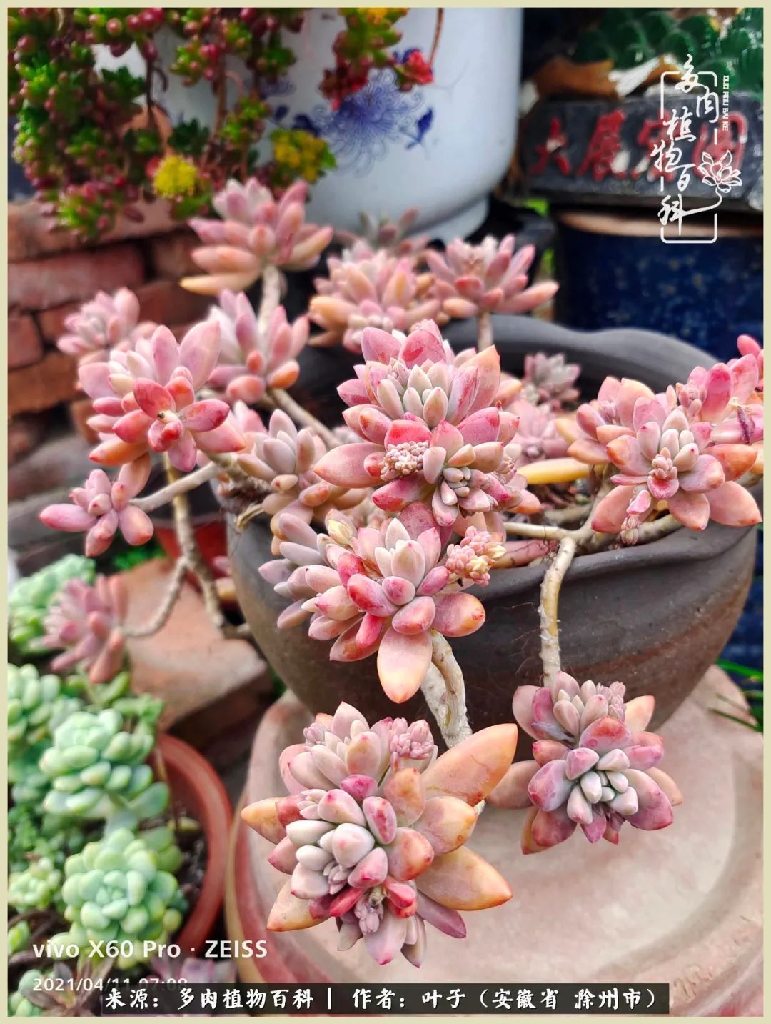 多肉相伴的美好时光,对多肉已是痴迷入骨!