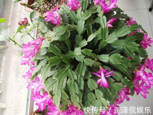 蟹爪兰|2种花，现在快扦插，冬天就开花，天寒地冻赏''春色''