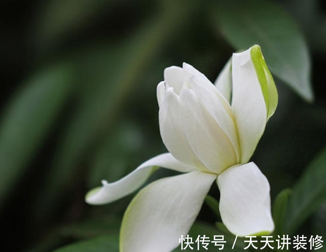 粉蝶|4种花别乱养,天天招虫子,越养越生气