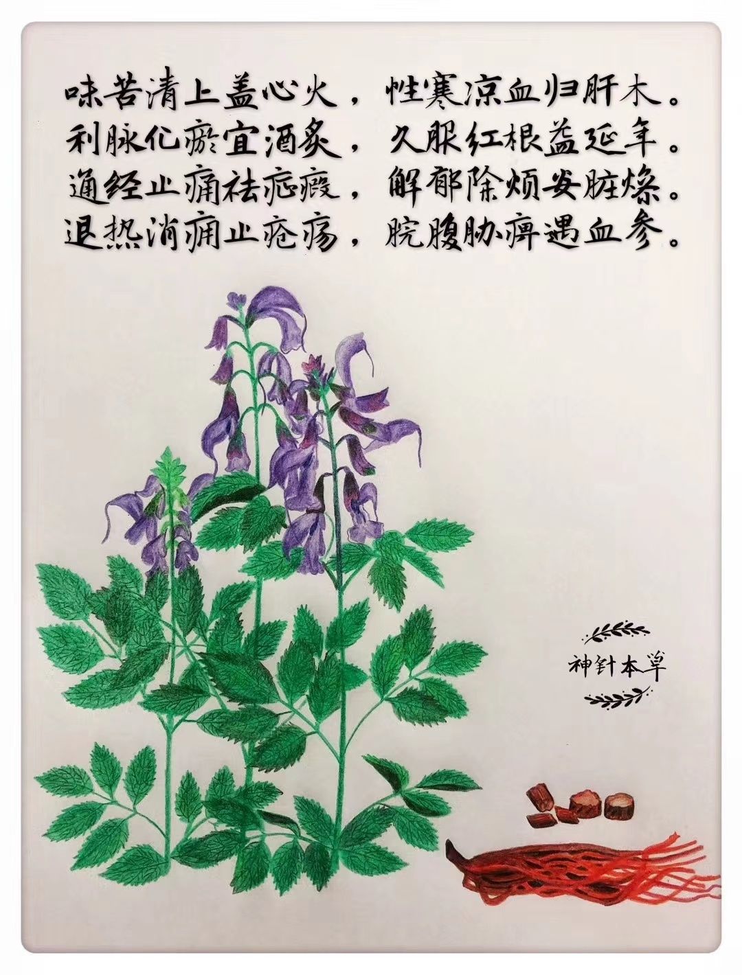 草药$【图说本草】纤手绘本草——丹参