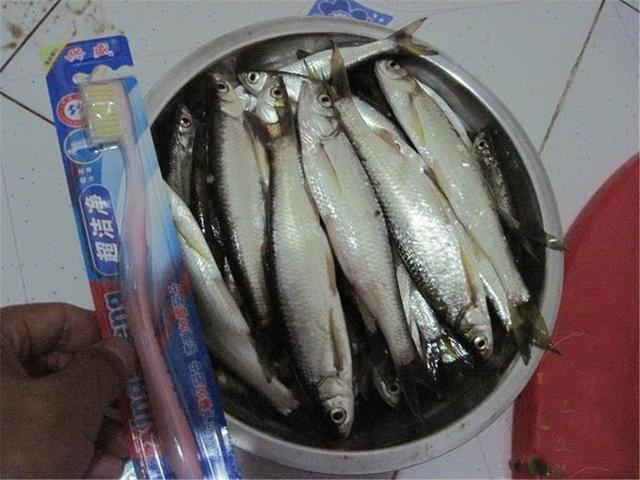 钓位|白条哭晕在油锅,批量钓法分享,也可只钓大的