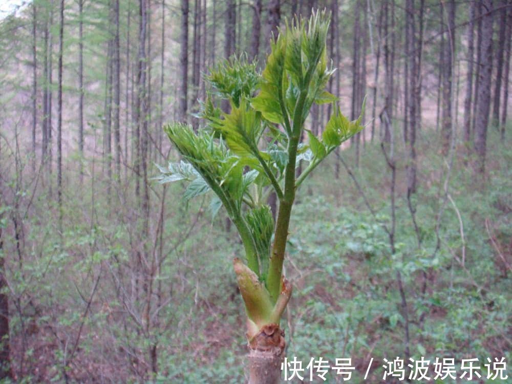 叶子|中国最好吃的6种极品野菜,你若是全吃过,请收下我的“膝盖”
