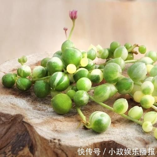君子|多肉中的“四君子”，圆了花友的“梅兰竹菊”梦，值得收藏