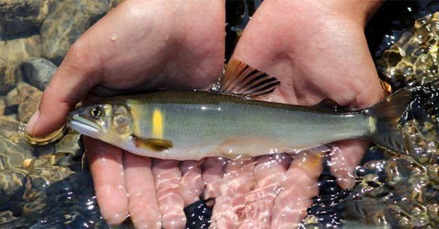 很多钓友不认识此鱼,能散发特殊香味,被市场誉为“淡水鱼之王”