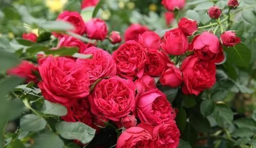 生病|5种月季花,号称开花机器,几乎不生病,新手也会养