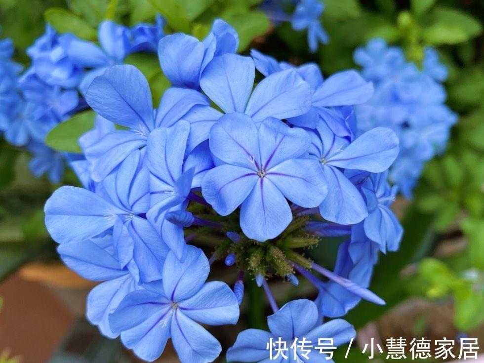 阳台上|适合夏天秋天养的4种花,花色很美,只要温度高,就会一直开花