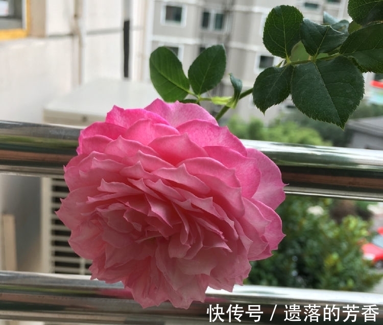 新手|此款花草适合新手养殖，花开媲美玫瑰，花朵姿态万千，美