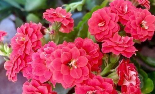 养花|养花就养个花期长的，花大色艳，开花美长势旺，黄绿交辉