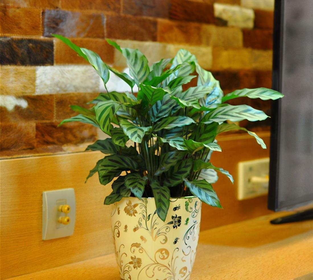 养花|什么花就用什么花盆,选对了花盆,养啥花都能长得好