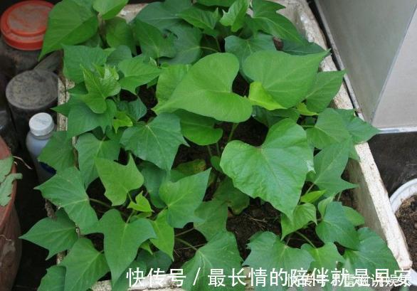 种菜|阳台上最好养的“3种菜”,种一次,吃不完,收获一盆又一盆
