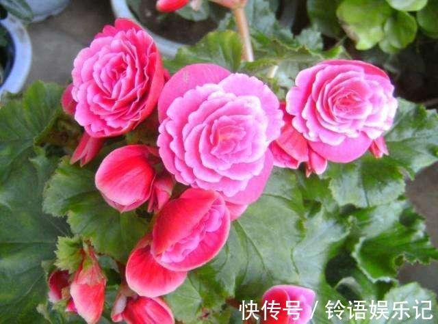 3种花再喜欢，也别轻易买，虽然很漂亮，但能“养活”的人不多