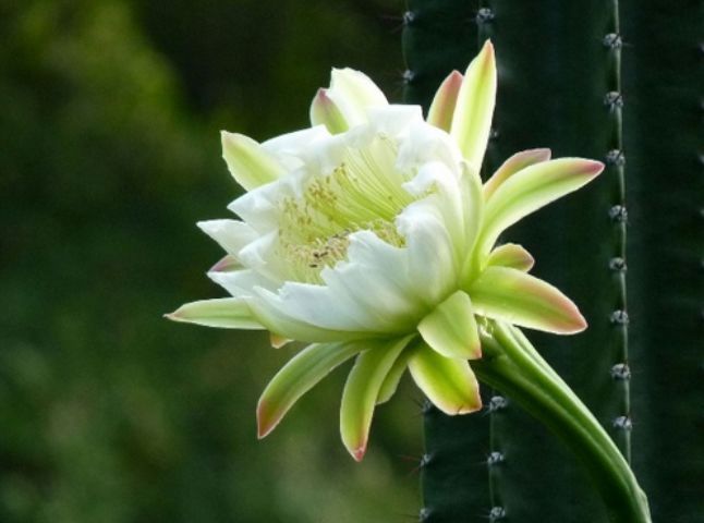 家里不妨养这些花，开花贼美丽，轻松长一大丛，花开烂漫惹人爱
