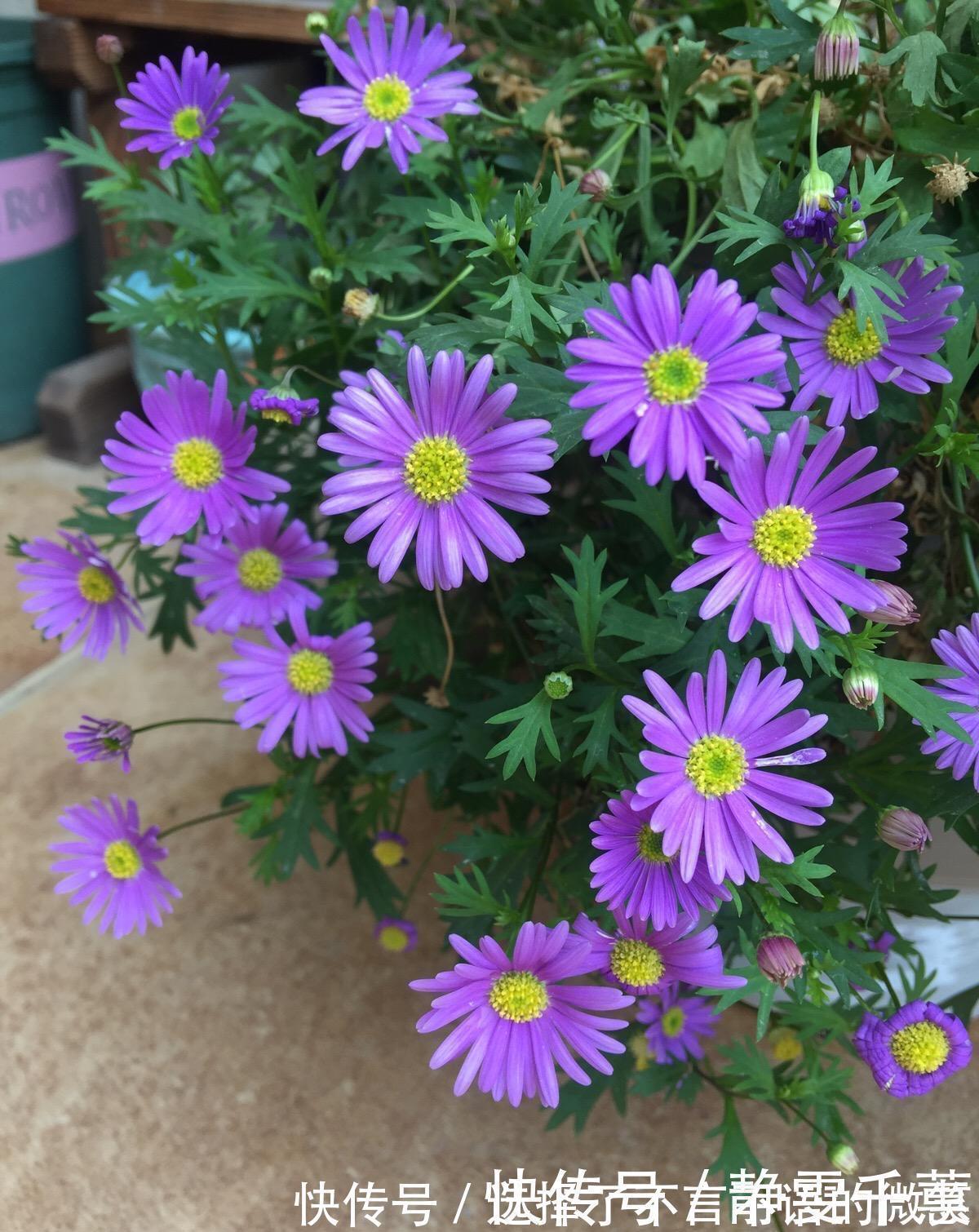 石竹花|7种“省心花”,耐阴、耐旱,不招虫、生病少,还特爱开花