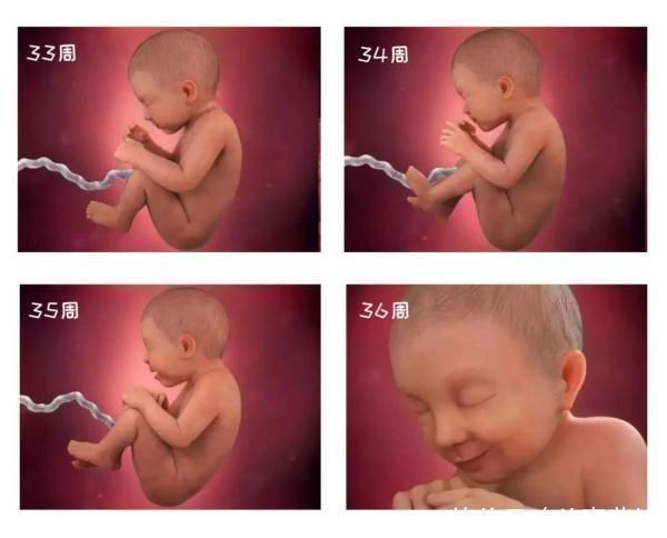 怀孕|组图告诉你,怀孕1周到40周胎儿是怎么长大的,感叹生命的神奇