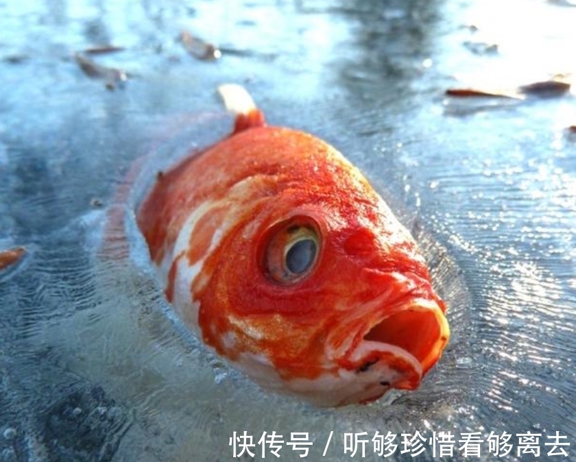 指纹|完全冻结的木蛙,与人类指纹几乎相同的考拉,你不知道的生物知识