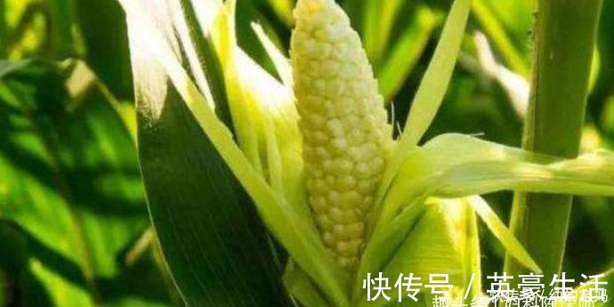 维生素c|女性想要皮肤好,推荐以下食物,排出毒素,补血益气,延缓衰老