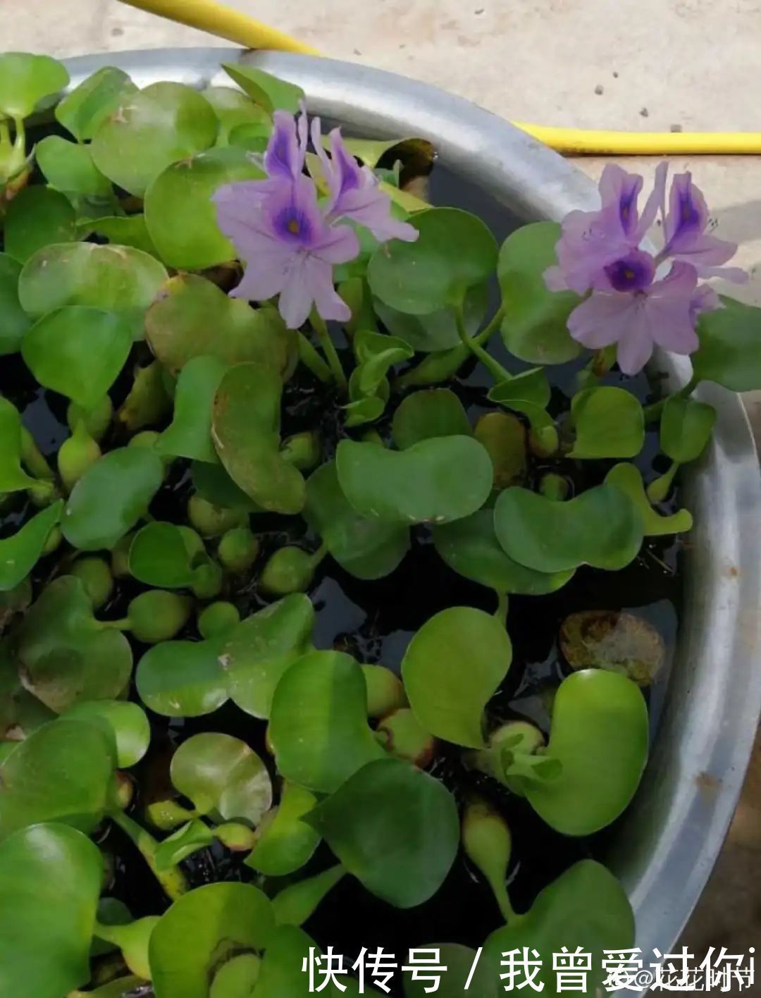 养花知识这花是个大“祸害”,20元一棵还有人买,到底为啥