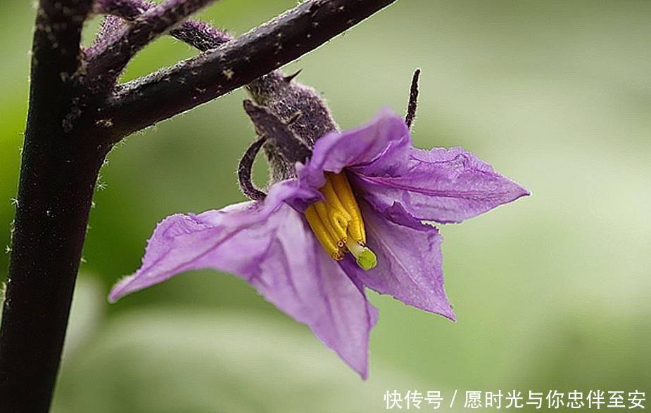 五颜六色的花，大家是否认得可以吃的“花”，对心血管有好处