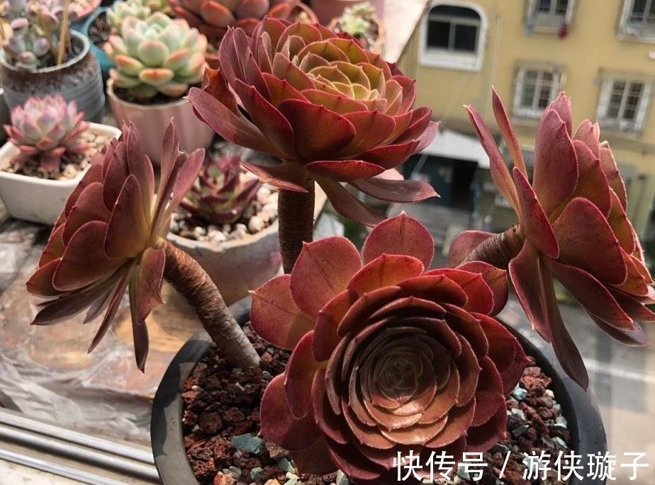 喜欢养多肉,天冷莫错过这3样,好活又漂亮,盆栽上色出状态易