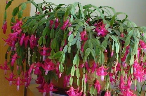 蚯蚓|出门捡点养花肥,不花一分钱,比花肥还厉害,养啥都叶绿花艳!