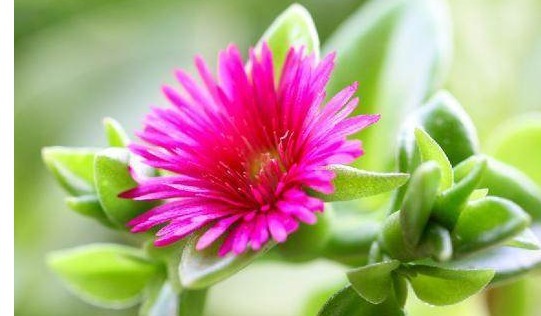 它们都叫吊兰,但是比吊兰好看一百倍,是垂吊观花赏叶的佳品