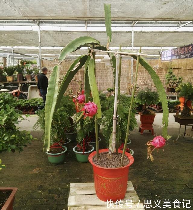 食醋|别用这4样水浇花，不然养什么植物都得浇一盆死一盆