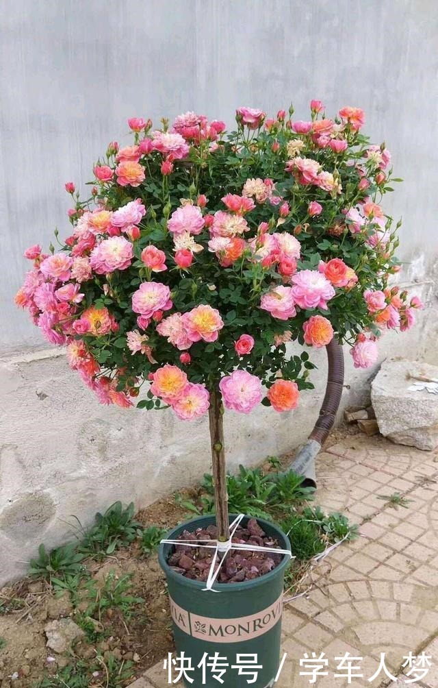 养花要“舍得剪”，把这6种花卉剪成“光杆子”，开花变成棒棒糖！