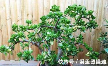 叶片|居家养棵树,旺财又福寿,1月不浇水,也能长,还越养越“值钱”