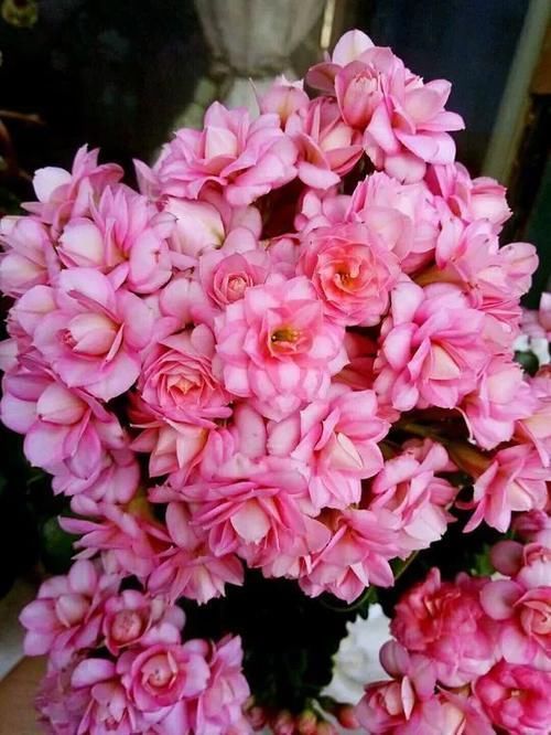 长寿花|冬天长寿花千万别放3处，不然开花少，甚至不开花！别忽视！