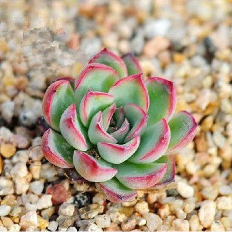 想养多肉又怕徒长选择3种不易徒长的多肉，好养又省心！