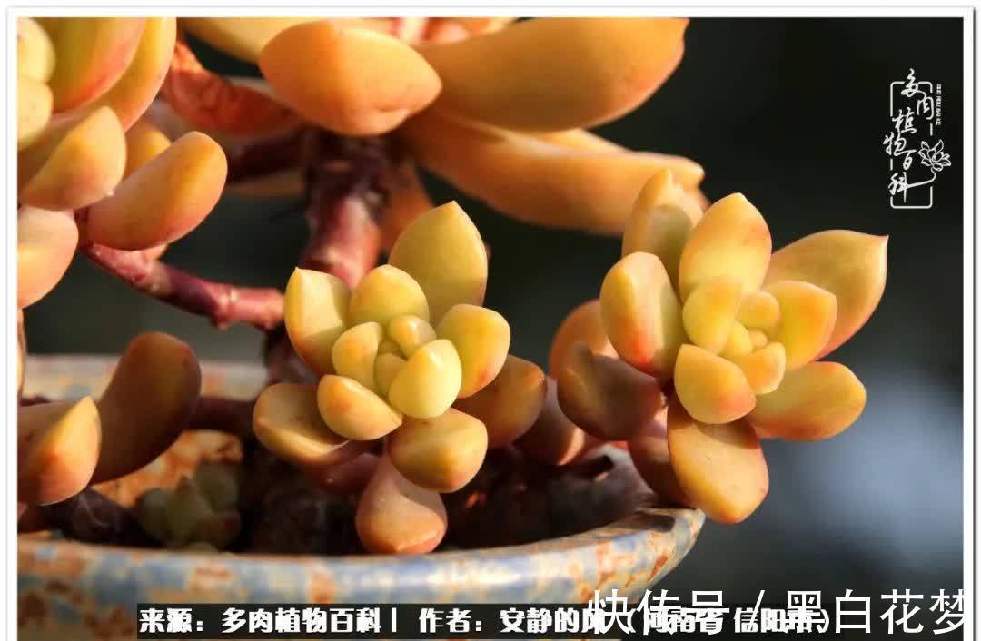 阳台多肉党的幸福生活!