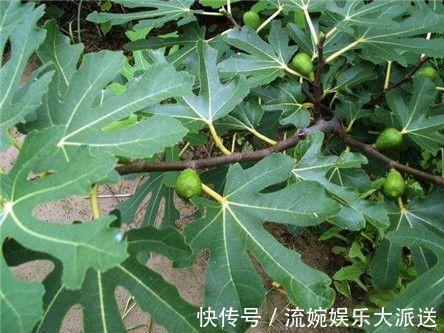 痔疮|不想被痔疮困扰平时用泡水此几物喝,消肿活血,痔疮悄悄不见