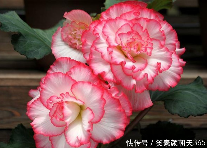 谁见了都喜欢的“4种花”，比牡丹还漂亮，开花硕大香味浓！