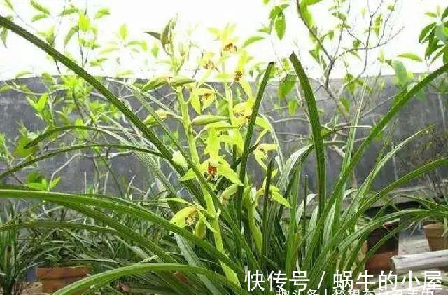 危机感|养兰花，不能太“娇惯”，像这样给它点“危机感”，开花香又多