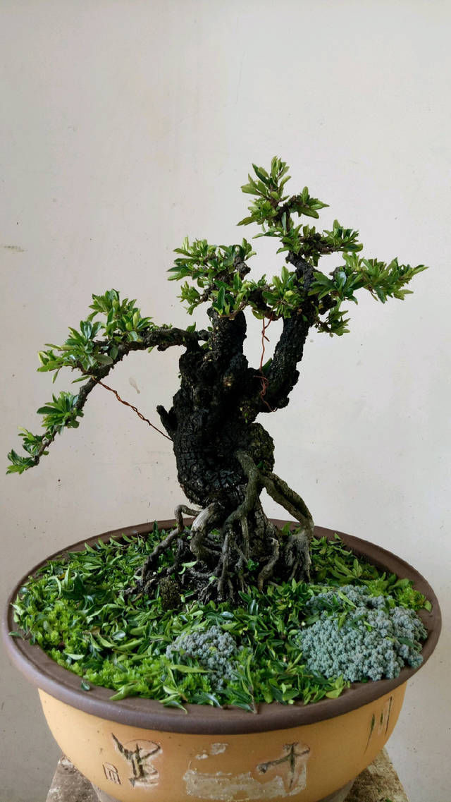 小叶鼠李微盆景,剃头开始,换个发型就是帅哥,爱上微盆景没商量