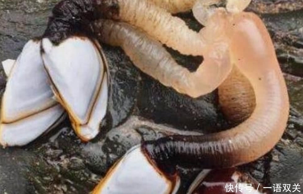 人因|世界上最昂贵也是最危险的海鲜之一,每年有无数人因采摘它而受伤