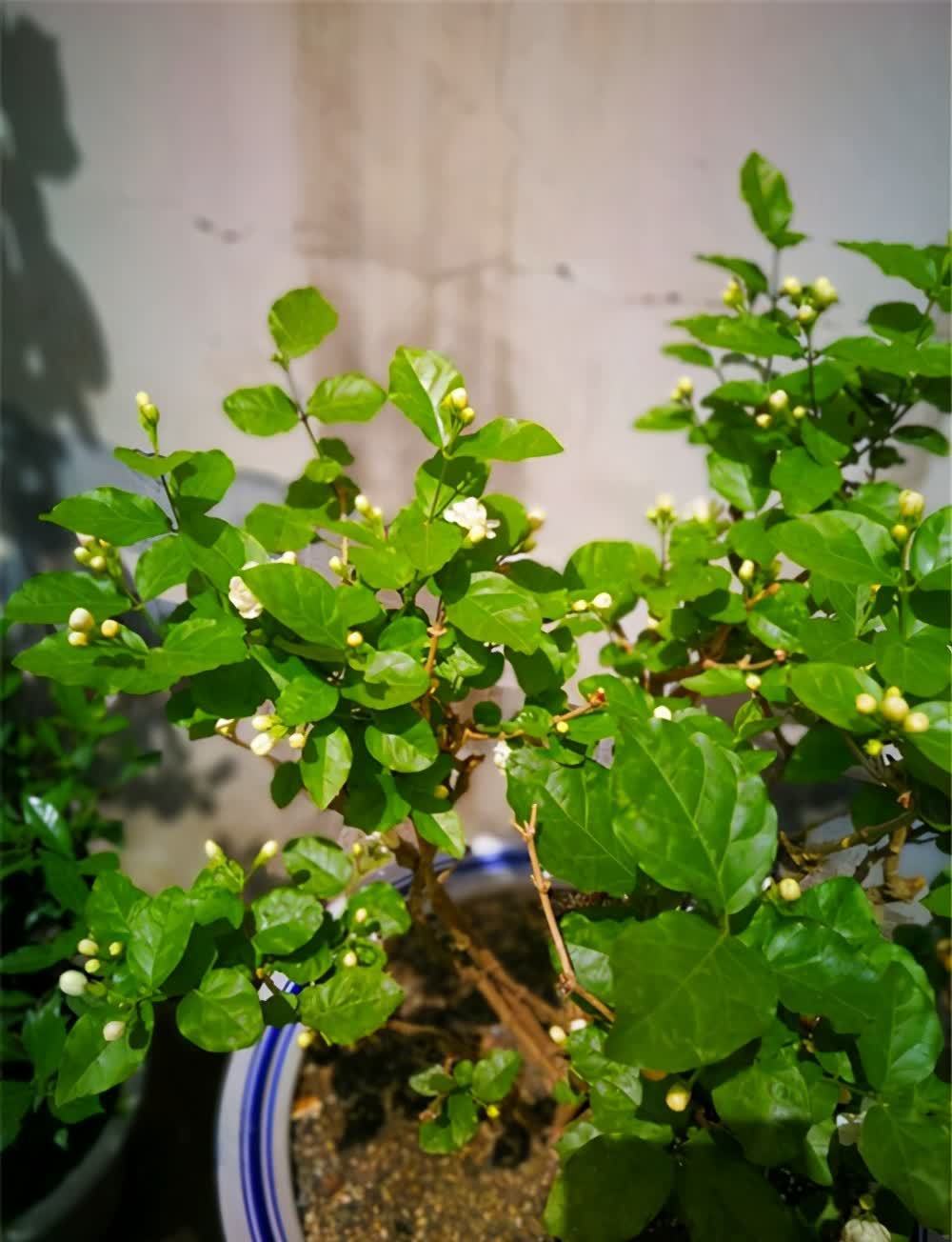 花草老桩有姿态,这些植物不适合老桩,我分析原因供你参考