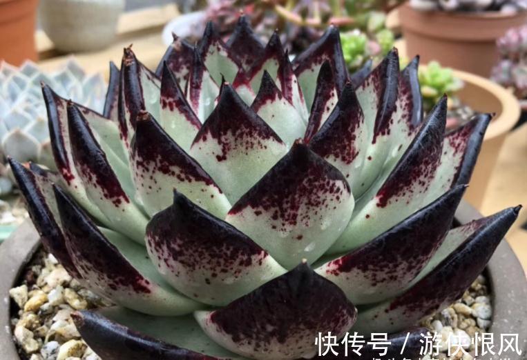 多肉黑檀汁、口红和红檀汁颜值大比拼,谁才是你心目中的冠军?