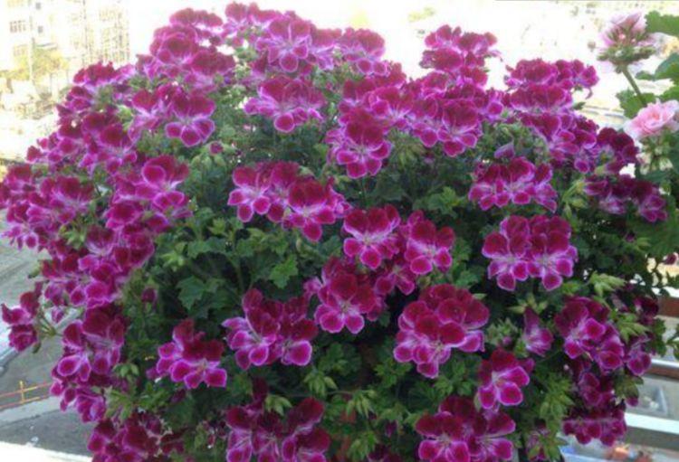 几种花超爱开花，清香怡人，连年开花，满室生香，花开美观又大气