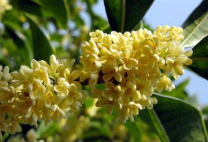 止咳化痰|这些中药“止咳化痰”非常好,很有用,收藏起来吧!