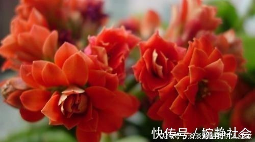 花友们|夏季长寿花黑腐现象严重,“反着”来养,养出更多侧芽更容易爆盆