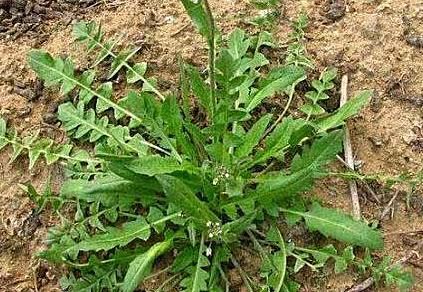 中年人不想生病,春天吃的食物,预防感冒,帮助排便,气色变白嫩