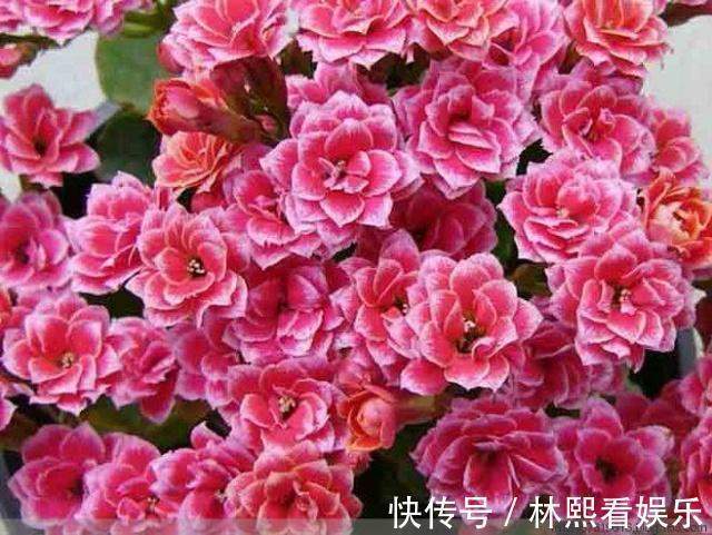 缺光照|长寿花缺了“它”变成“傻大个”就是不开花，就是欠收拾！